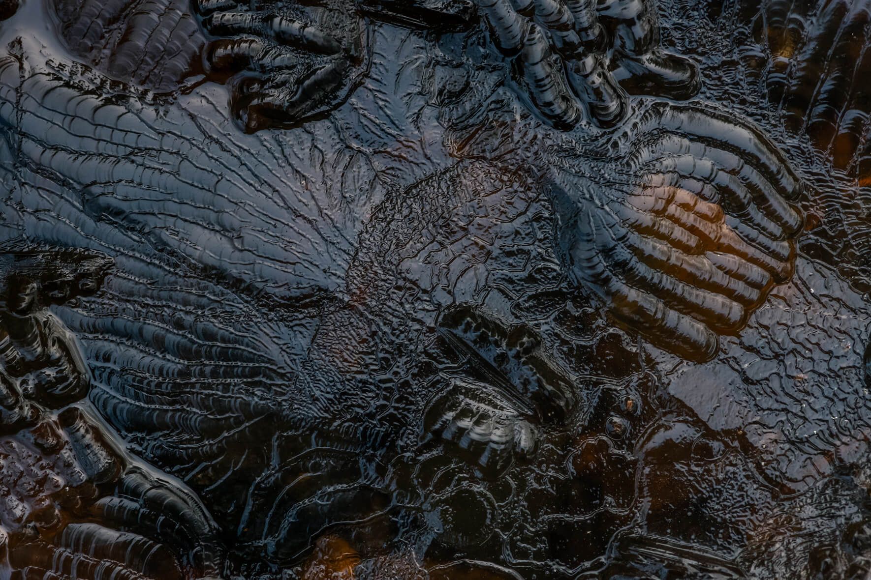 Abstract Macro Photography by Northlandscapes, Jan Erik Waider