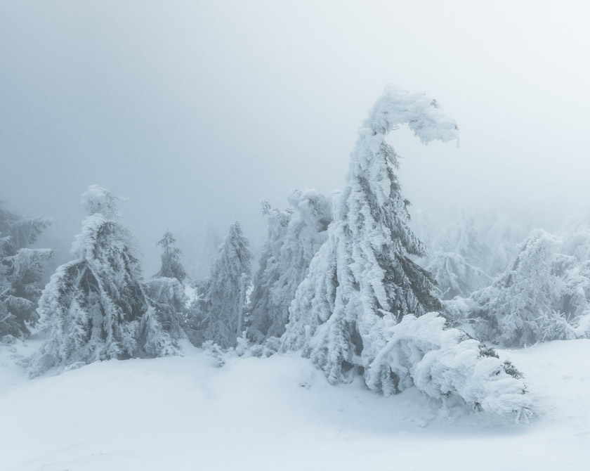 Snow and ice covered trees on the summit of Mount Brocken in the Harz Mountains