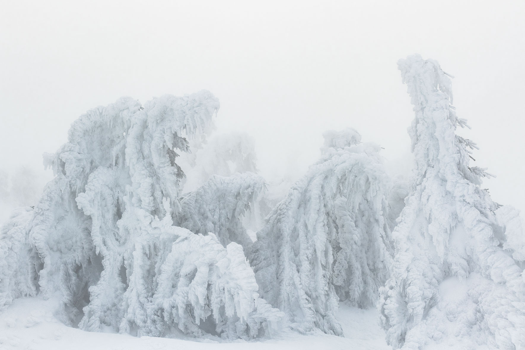 Snow covered group of trees on the summit of Mount Brocken in the Harz Mountains