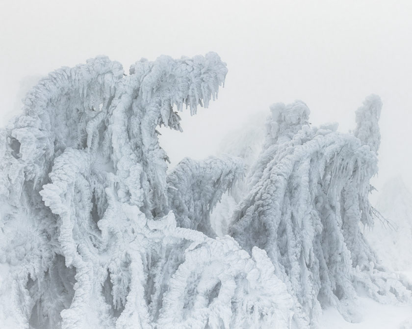 Snow covered group of trees on the summit of Mount Brocken in the Harz Mountains