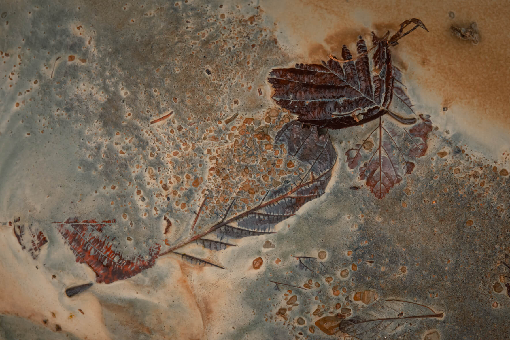 Abstract composition with autumn leaves in chalk mud
