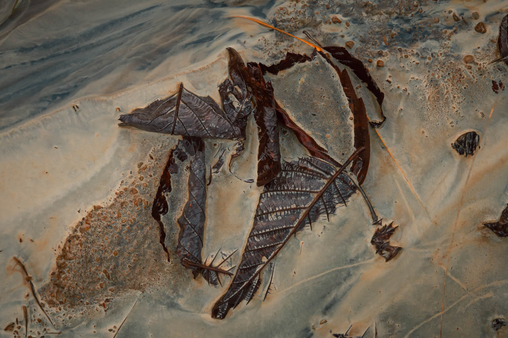 Macro photograph of autumn leaves in small stream filled with chalk and sand