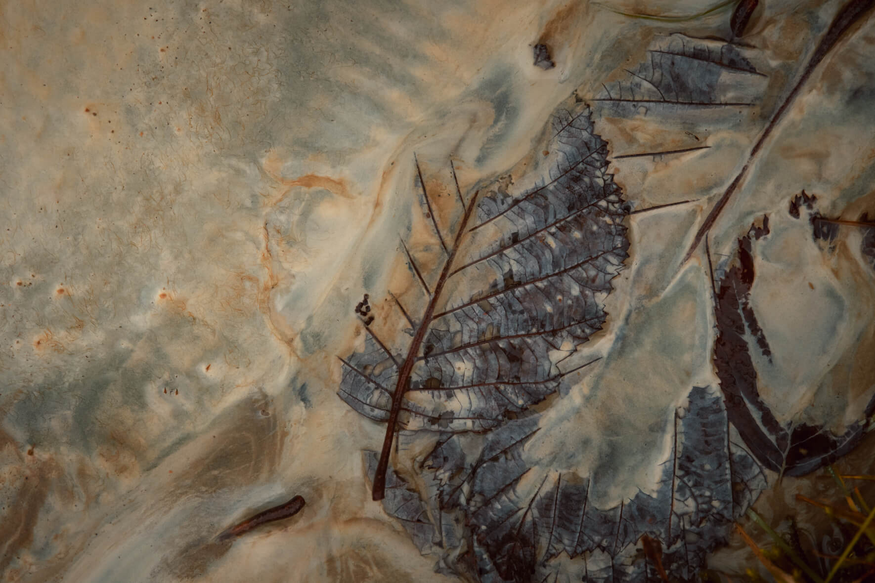 Macro photograph of autumn leaves in chalk mud