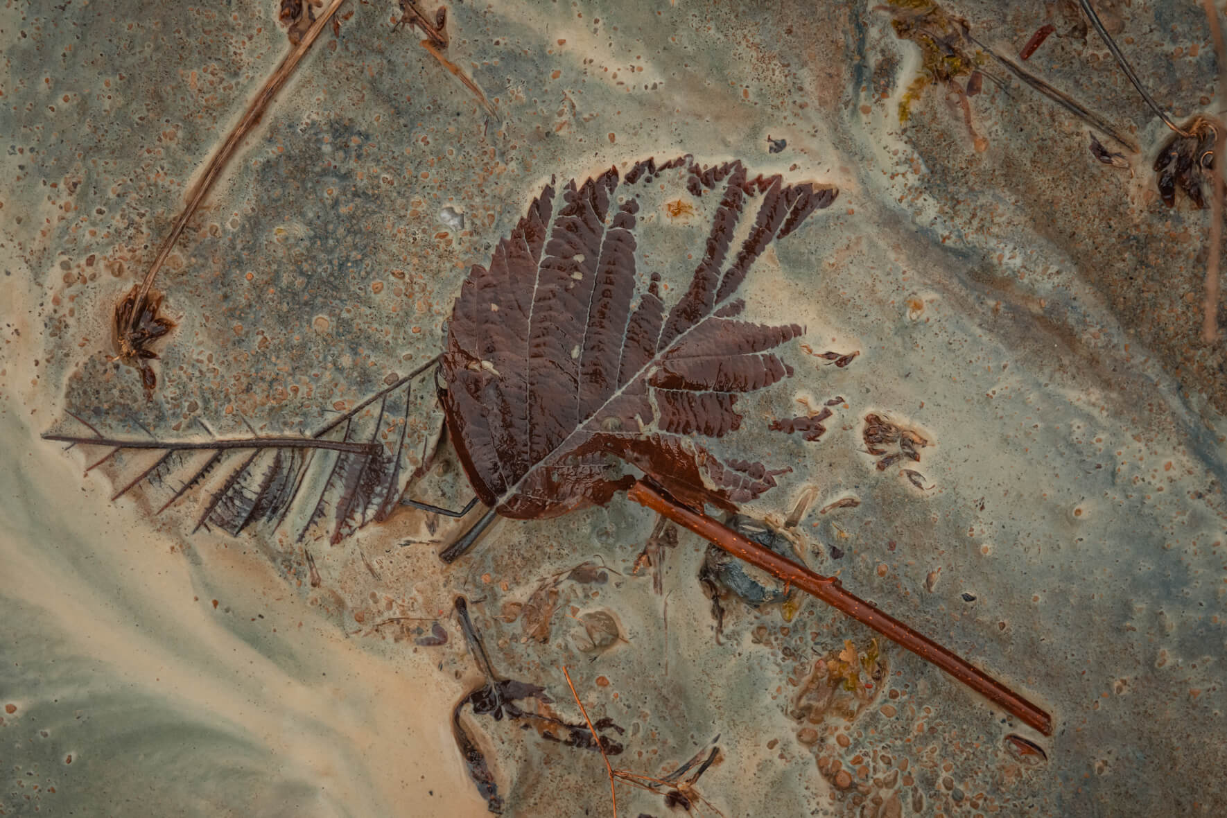 Macro photography of leaves in small stream filled with chalk and sand
