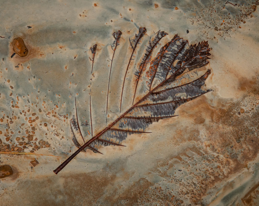 Macro photograph of autumn leaf in chalk mud