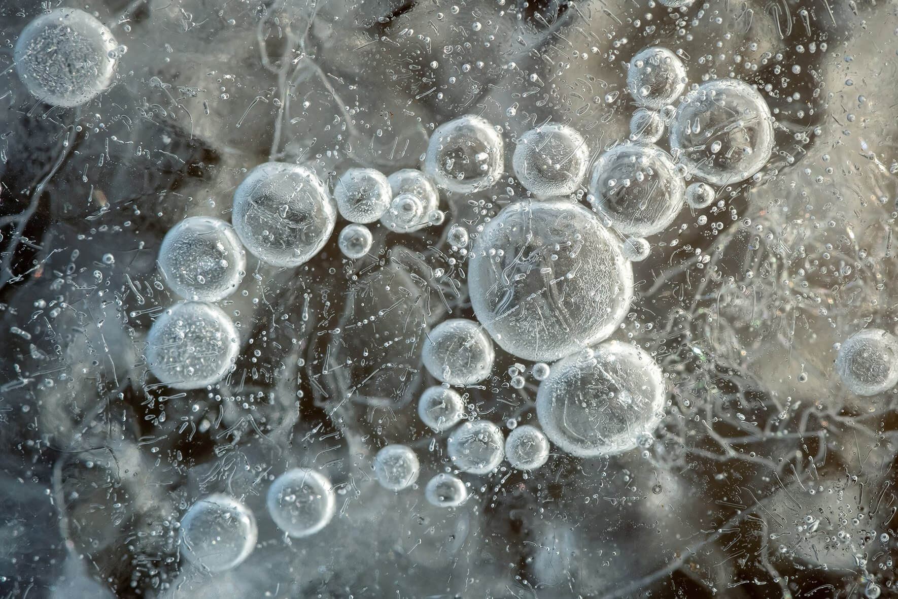 Frozen air bubbles trapped under the ice of a lake in winter