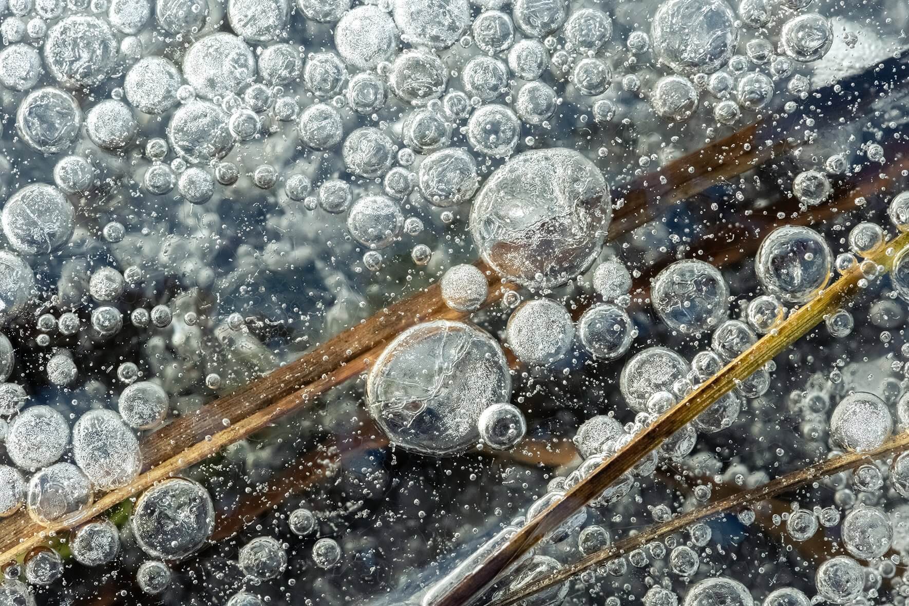Photograph of air bubbles and grasses in the ice of a frozen lake in southern Norway near Kristiansand