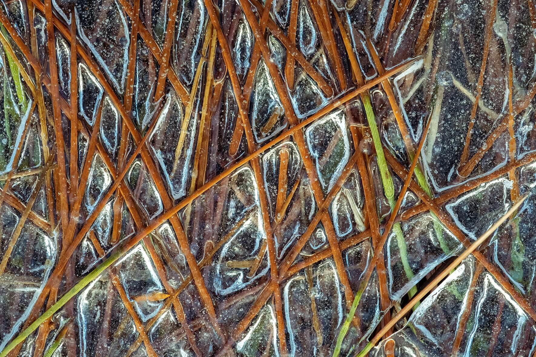 Grasses in the ice of a frozen lake in Norway