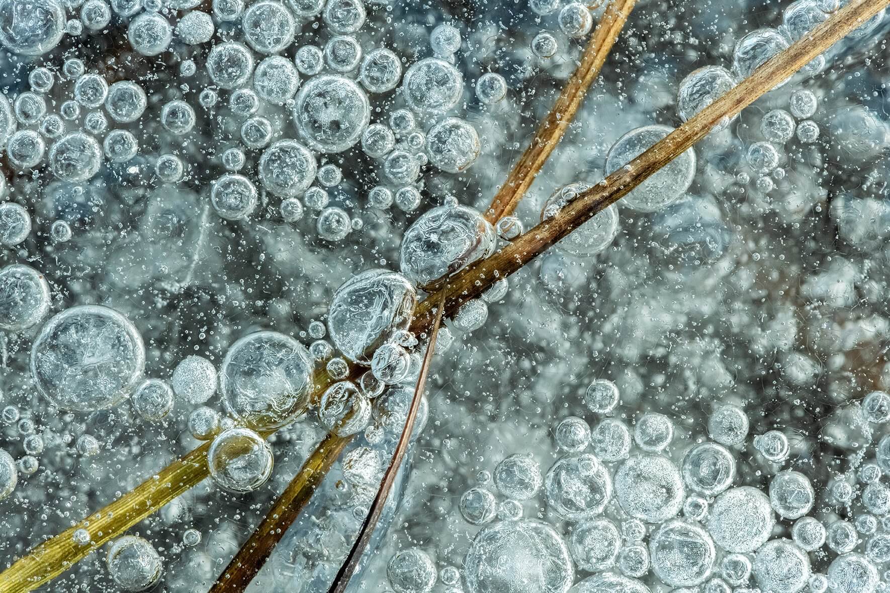 Close up photograph of air bubbles and grasses in the ice of a frozen lake in Norway