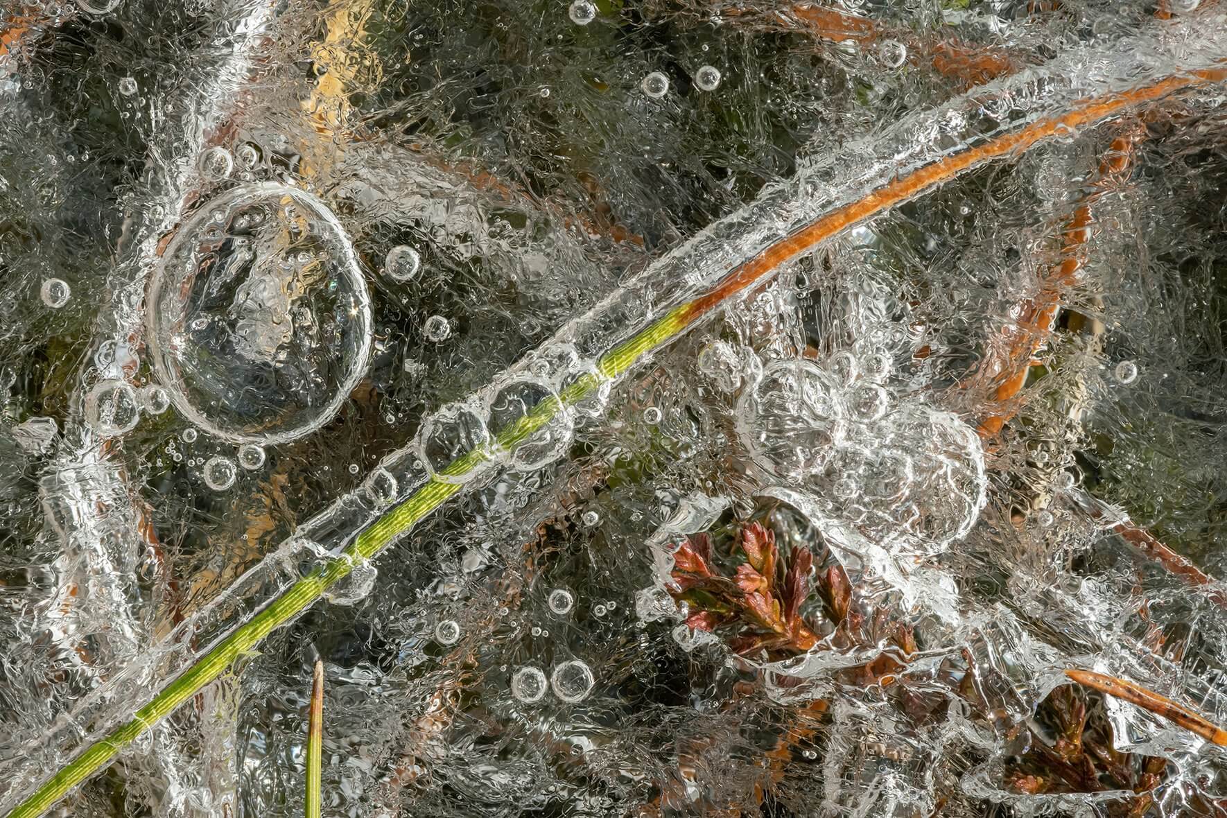 Abstract macro image of air bubbles and grasses in ice of a frozen swamp in winter in Norway
