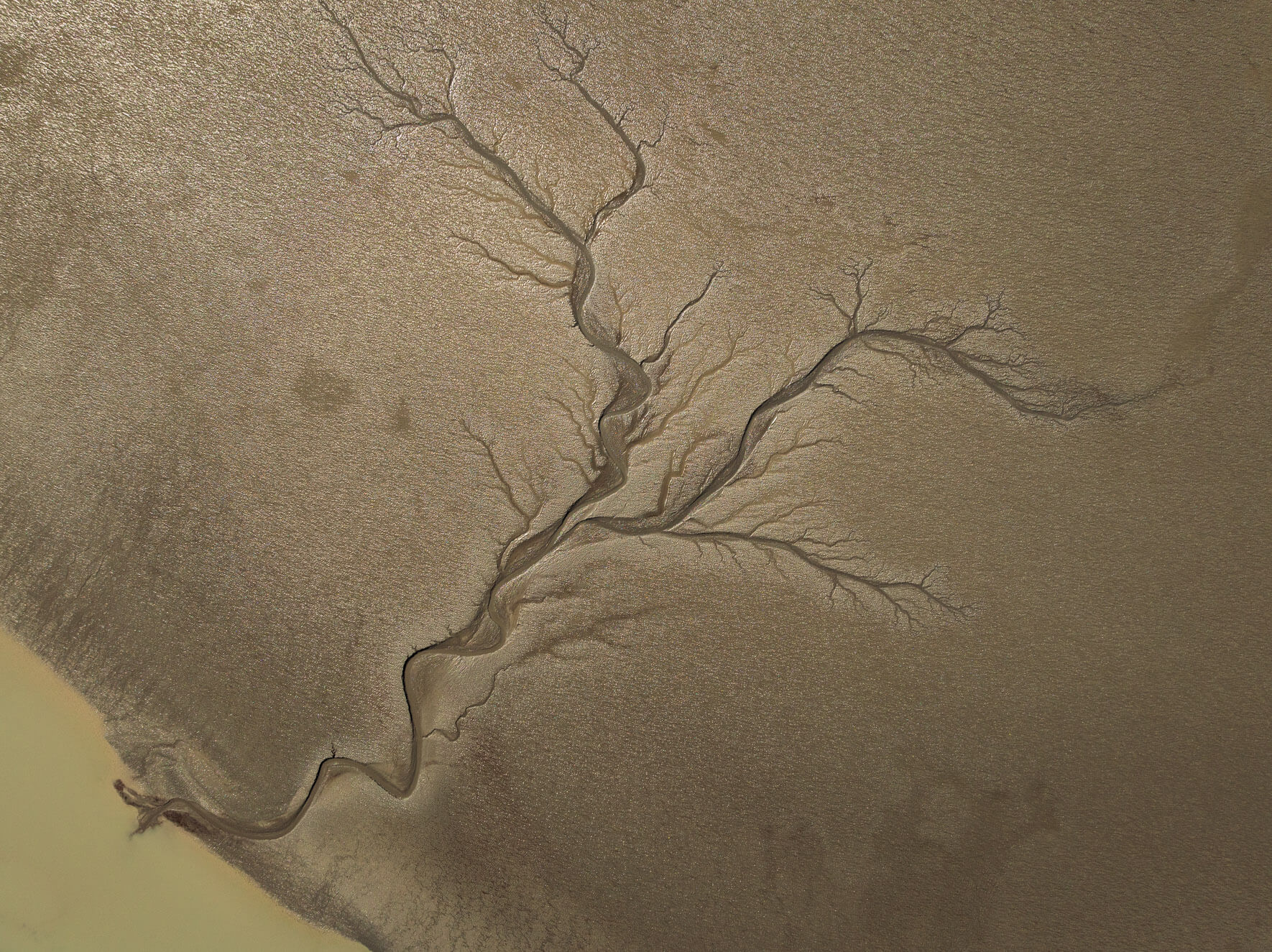 Meandering tidal channels in Alaska carving through exposed terrain at low tide