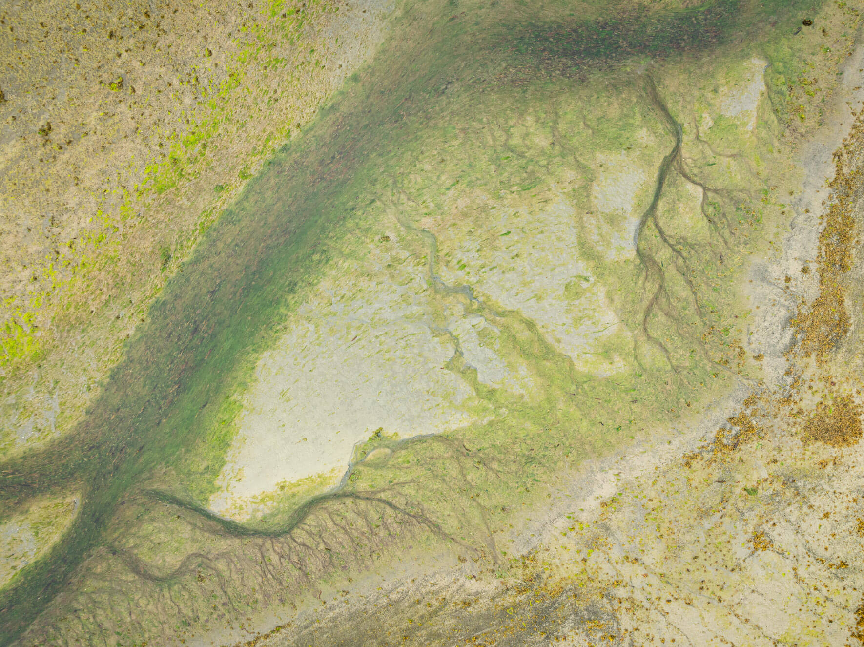 Aerial perspective of coastal wetlands in Alaska, showcasing vibrant greens and earthy tones
