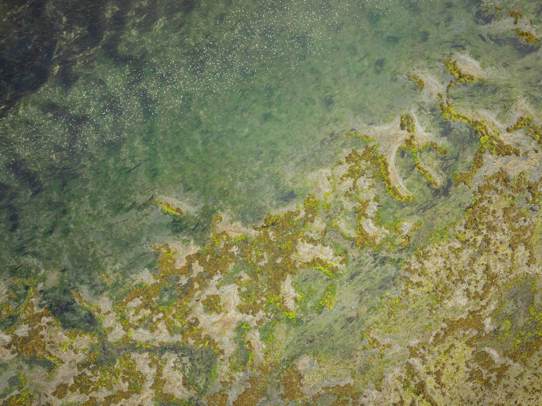 Vibrant green wetlands and tidal currents in Alaska