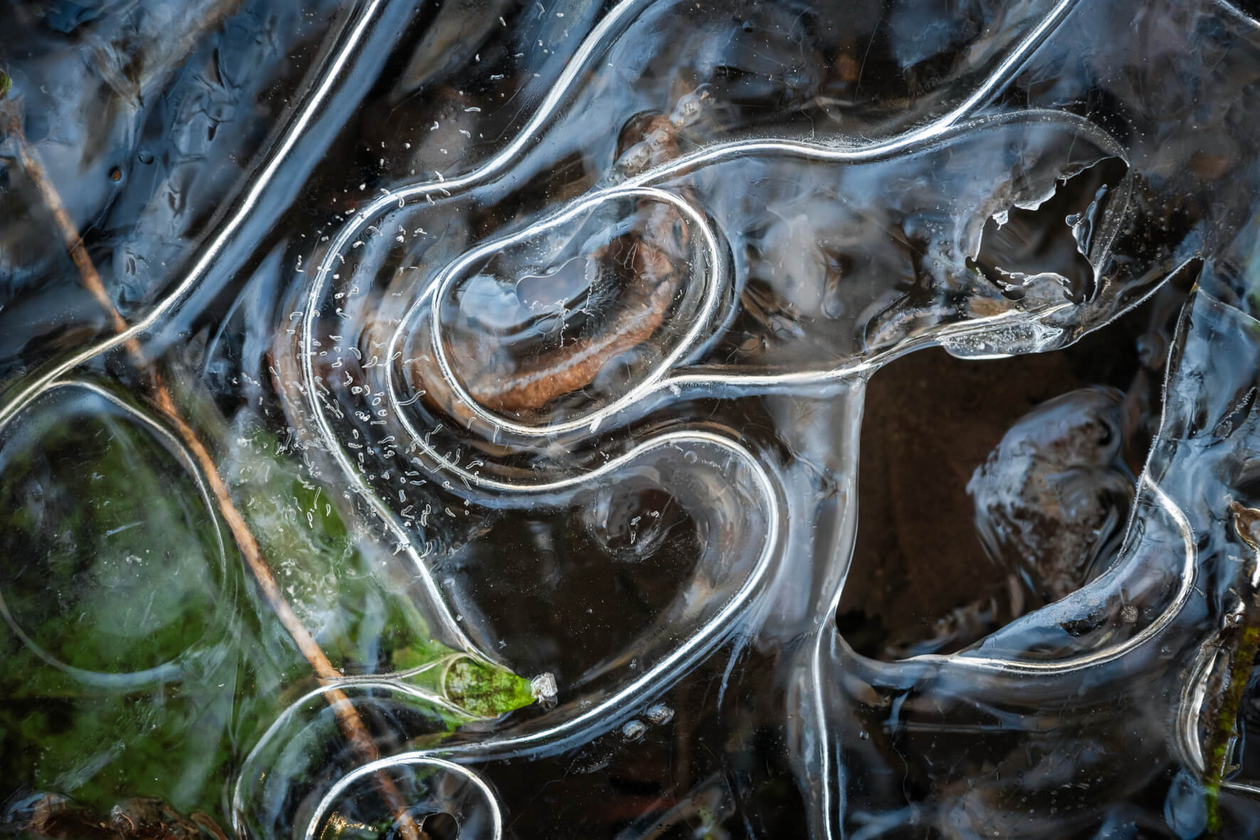 Macro photography of frozen stream with abstract details and leaves