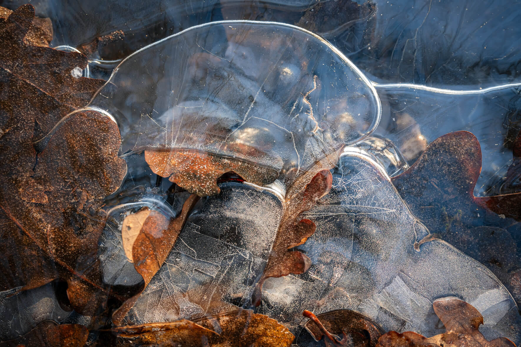 Macro photography of a frozen stream with autumn leaves