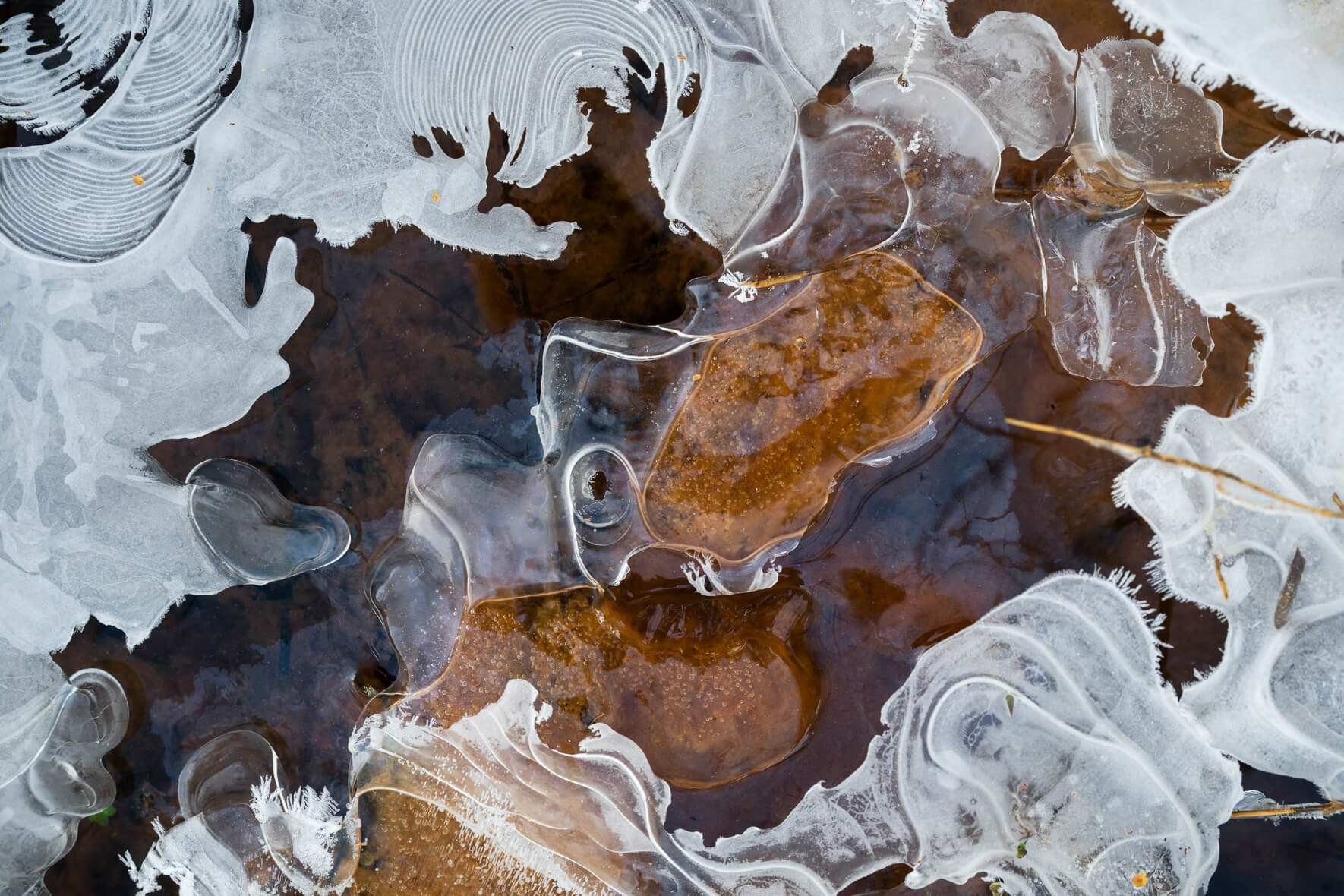 Macro photograph of a frozen stream with brown leaves and abstract patterns