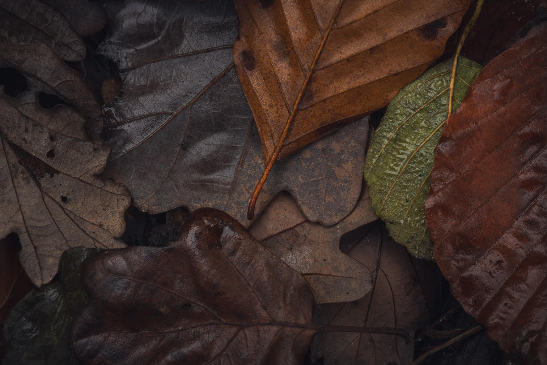 Overhead view of colorful fallen leaves on wet forest ground