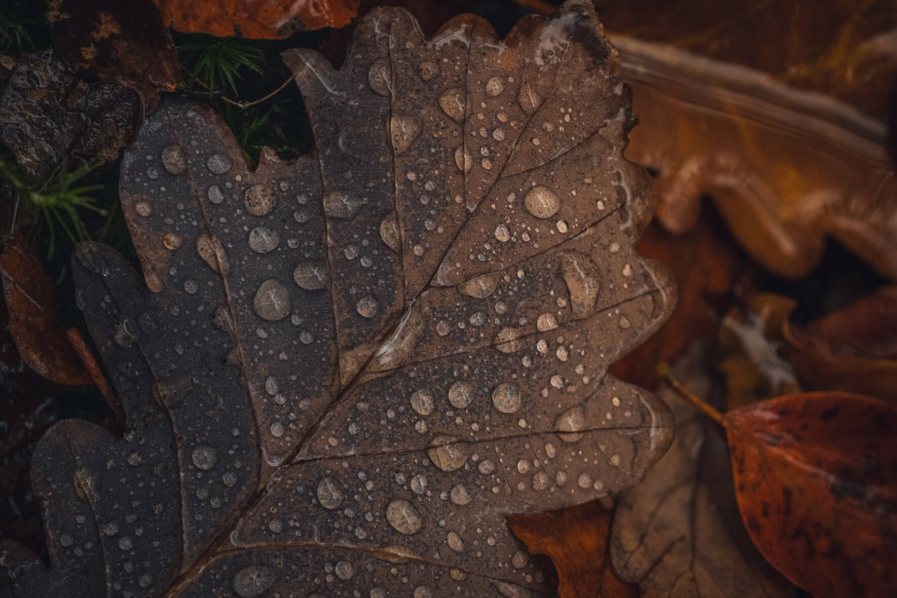 Macro of dark wet leaf with rain droplets and rich texture