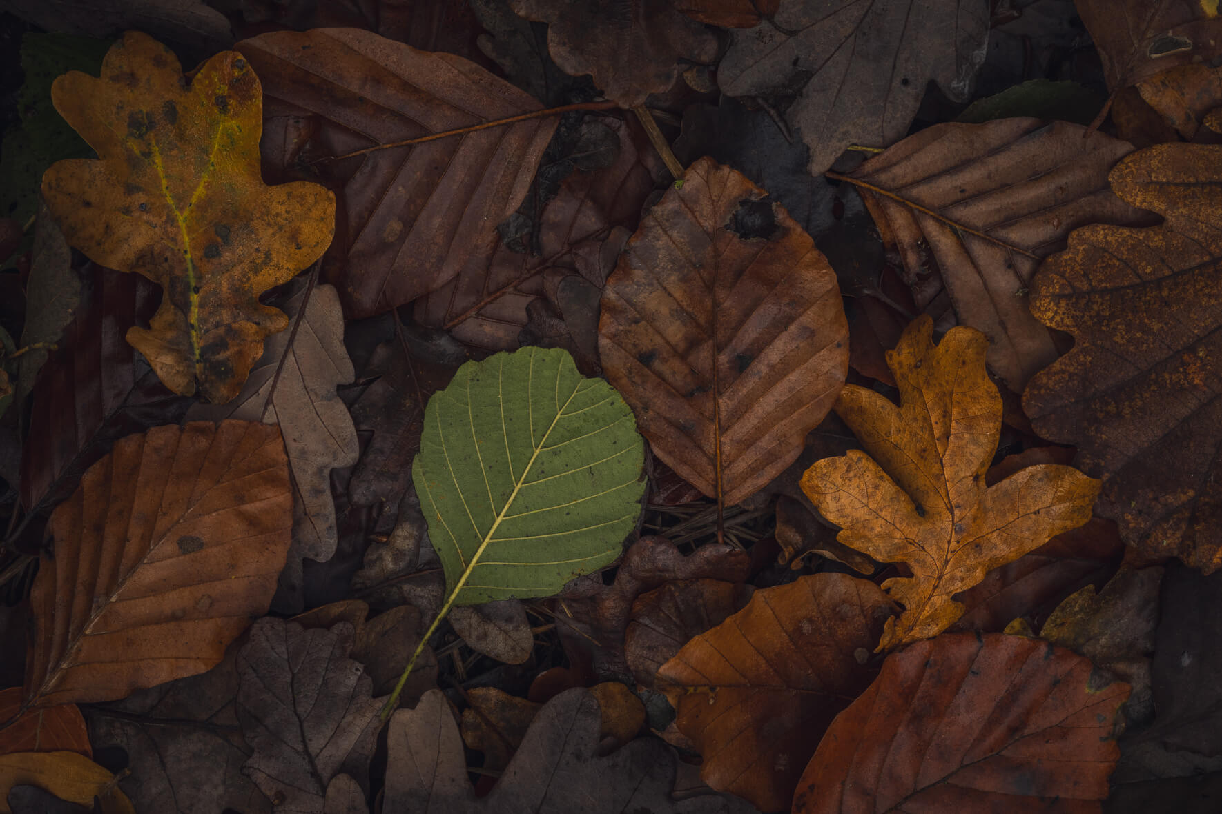 Layered composition of colorful leaves in soft autumn light