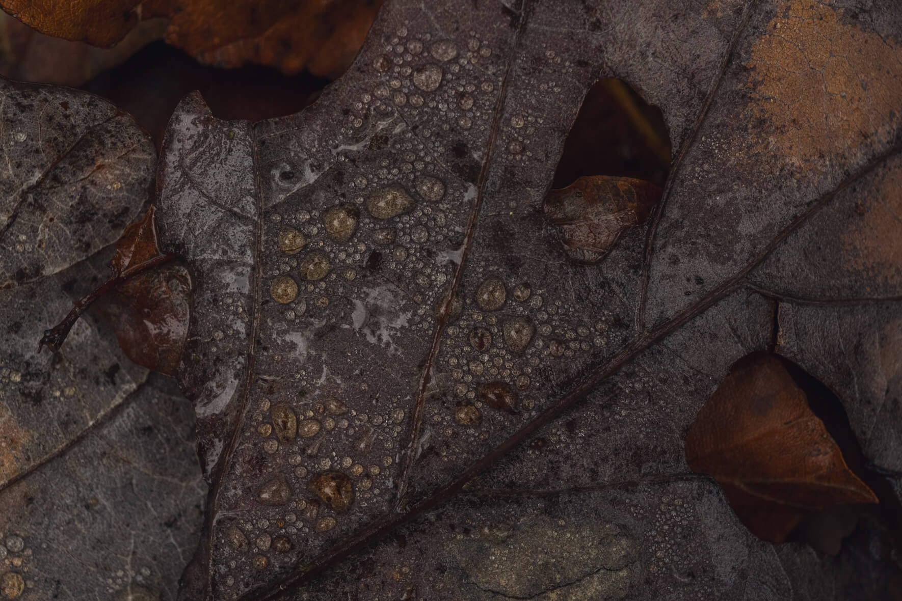 Macro photograph of fallen leaf with raindrops in autumn forest