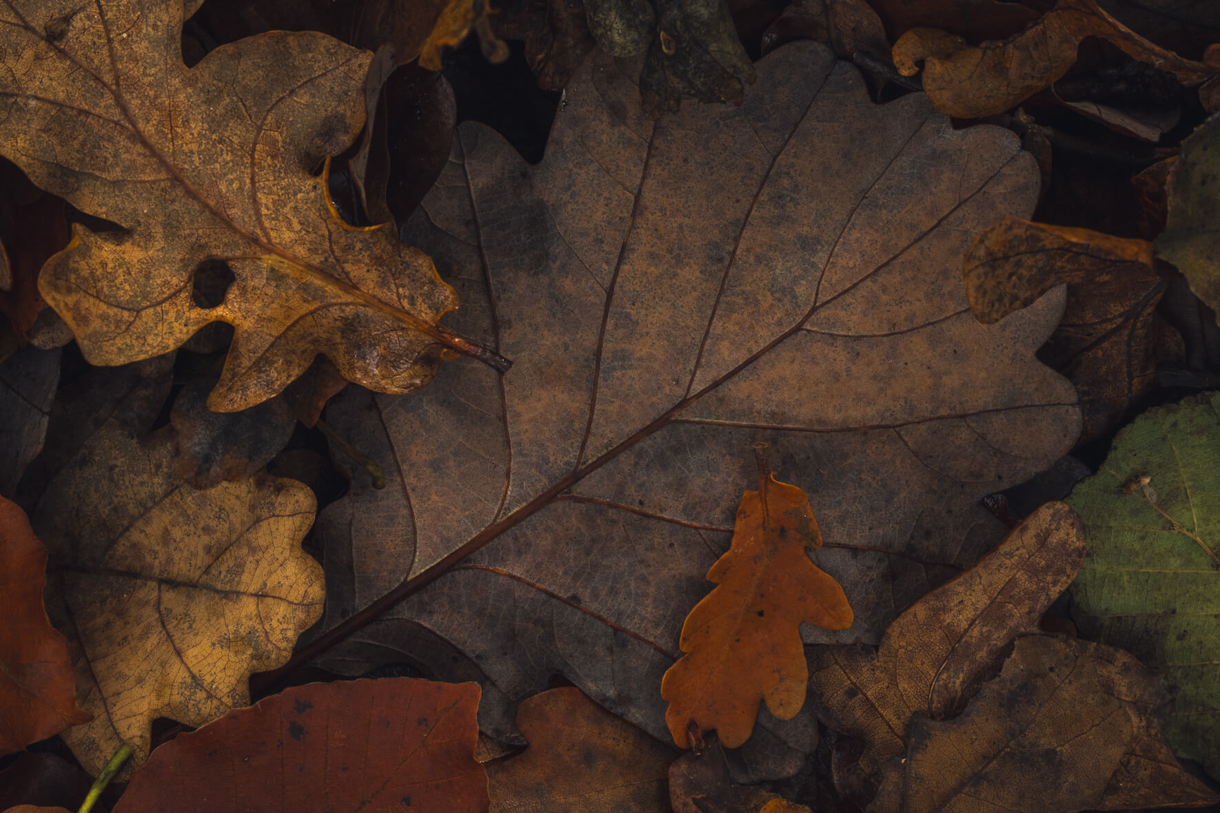 Overhead view of colorful fallen leaves in moody tones on forest ground