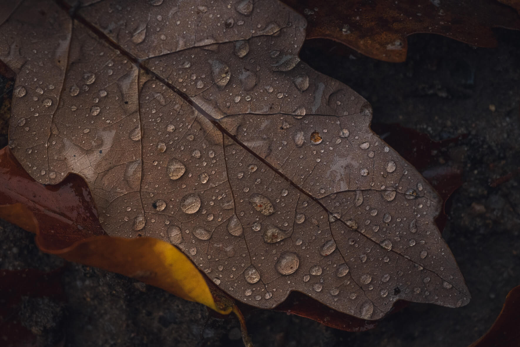 Wet leaves layered on the ground in autumn forest near Hamburg