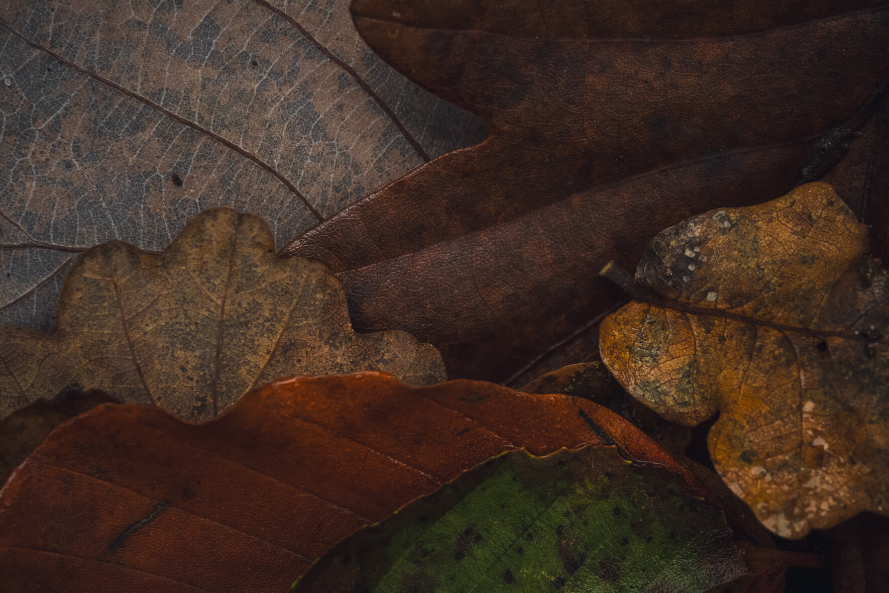 Colorful mix of green yellow and brown autumn leaves on forest floor