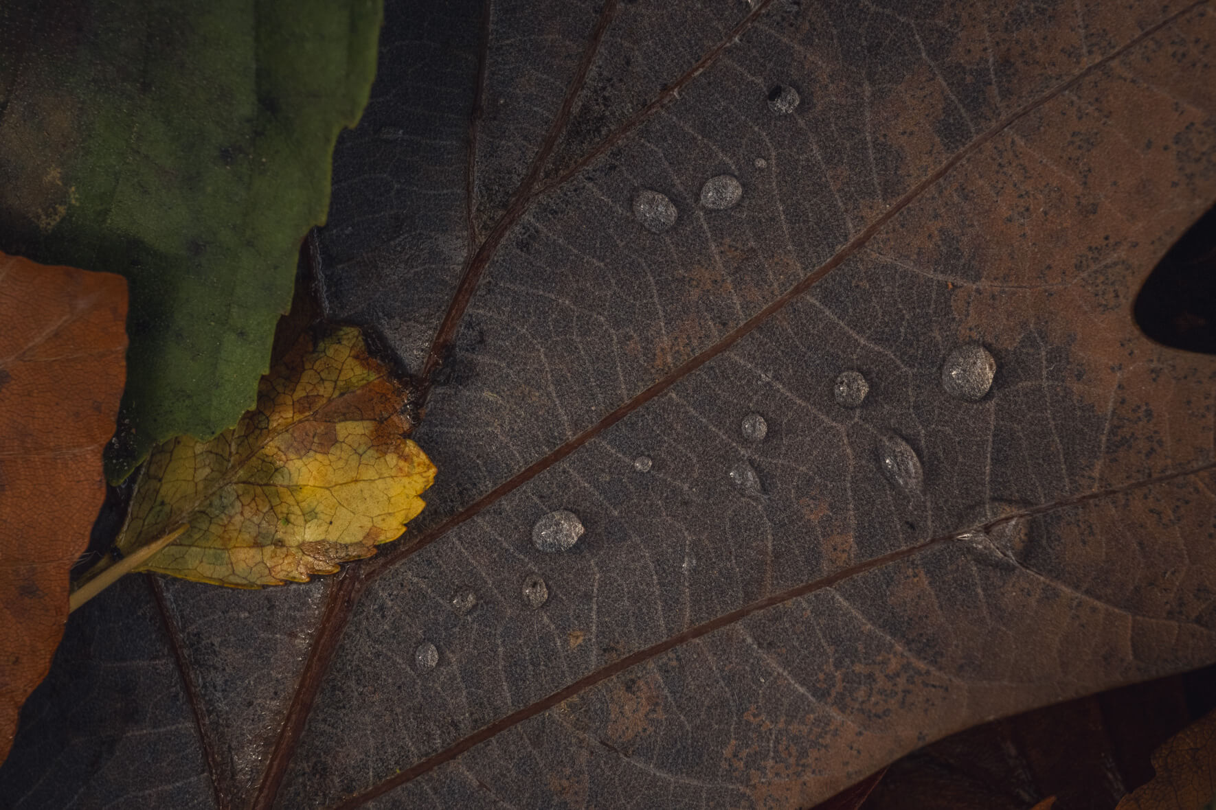 Colorful mix of green yellow and brown autumn leaves on forest floor with droplets