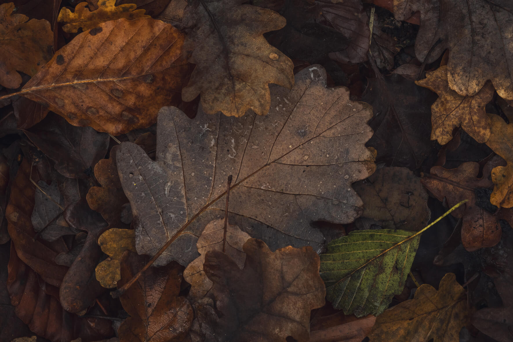 Fallen leaves with raindrops in autumn forest in moody color tones