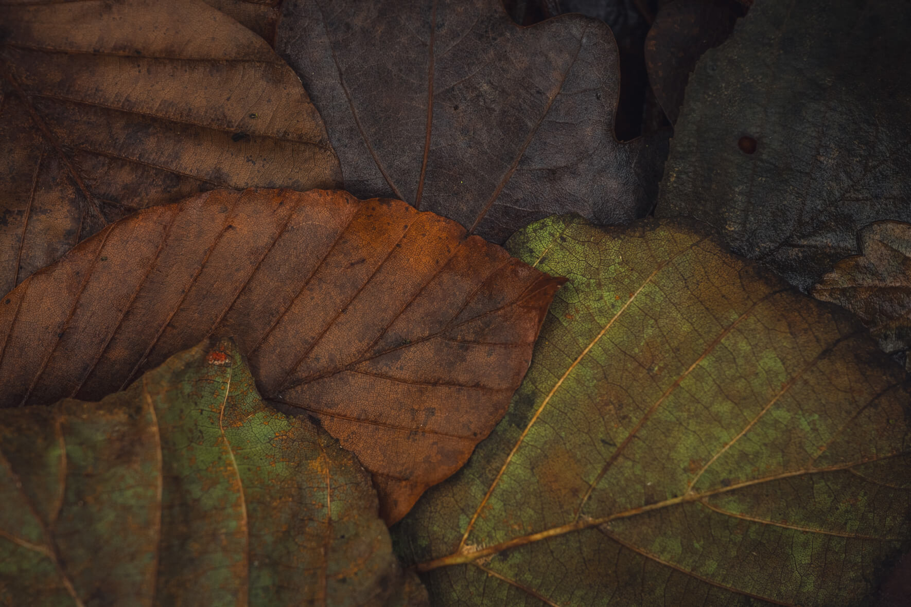 Autumn leaves in muted tones of brown green and orange