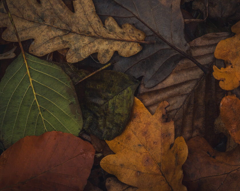 Close-up of colorful fallen leaves in autumn forest