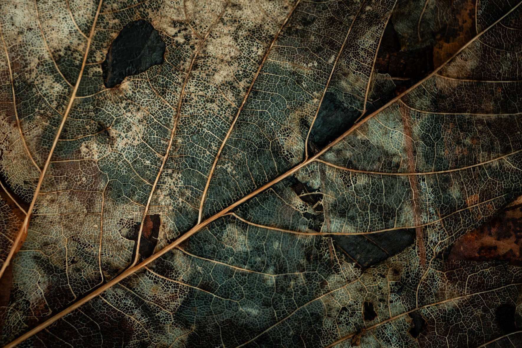 Transparent leaf skeleton in moody brown tones