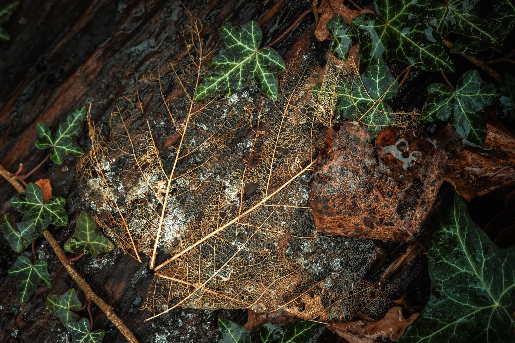 Fragile leaf skeleton resting on bark surrounded by ivy and moss