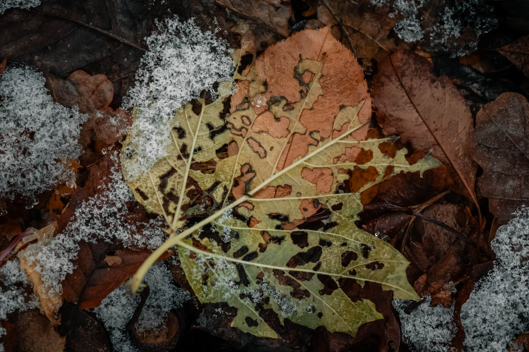 Decayed leaf with traces of frost and melting snow along its edges