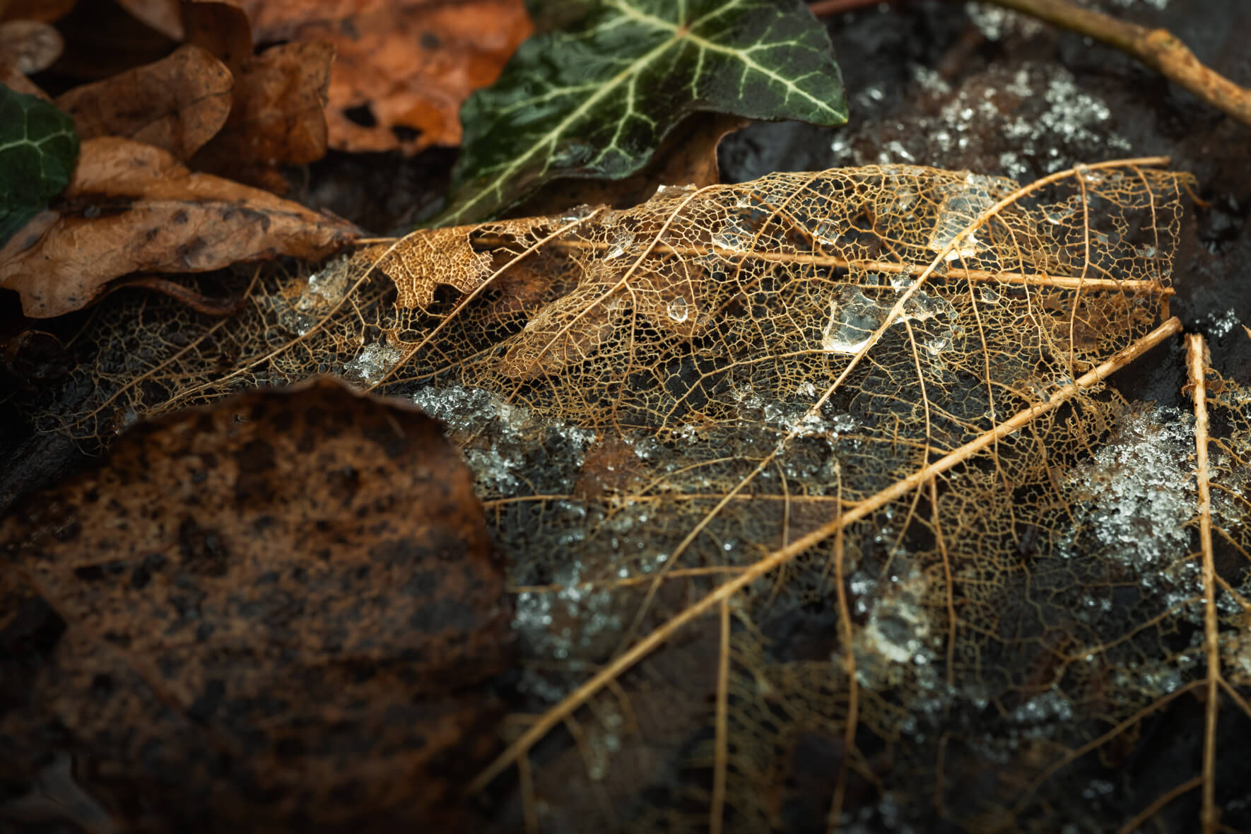Golden leaf skeleton with ice crystals among brown leaves and ivy