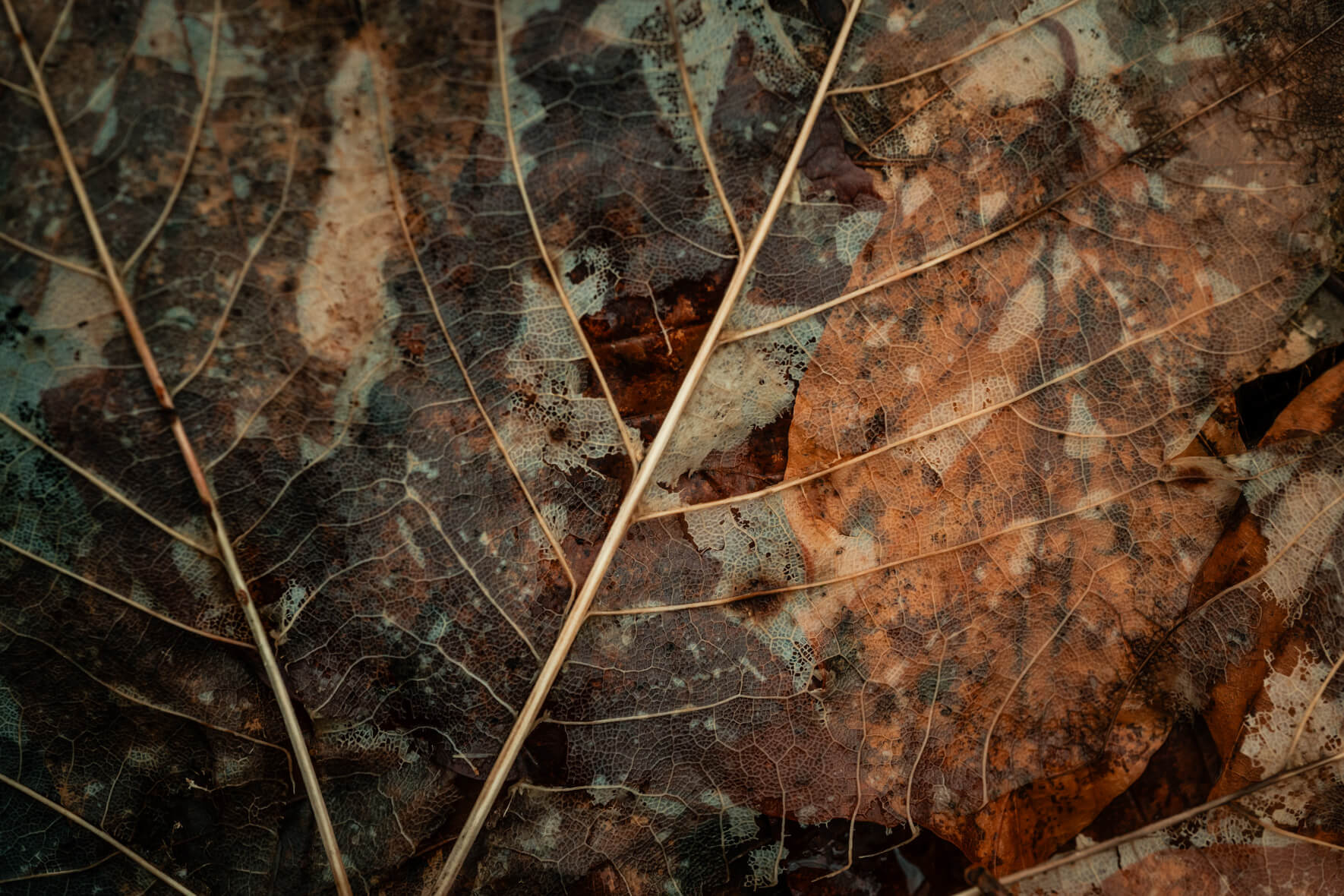 Decomposed leaf surrounded by wet brown foliage on forest floor