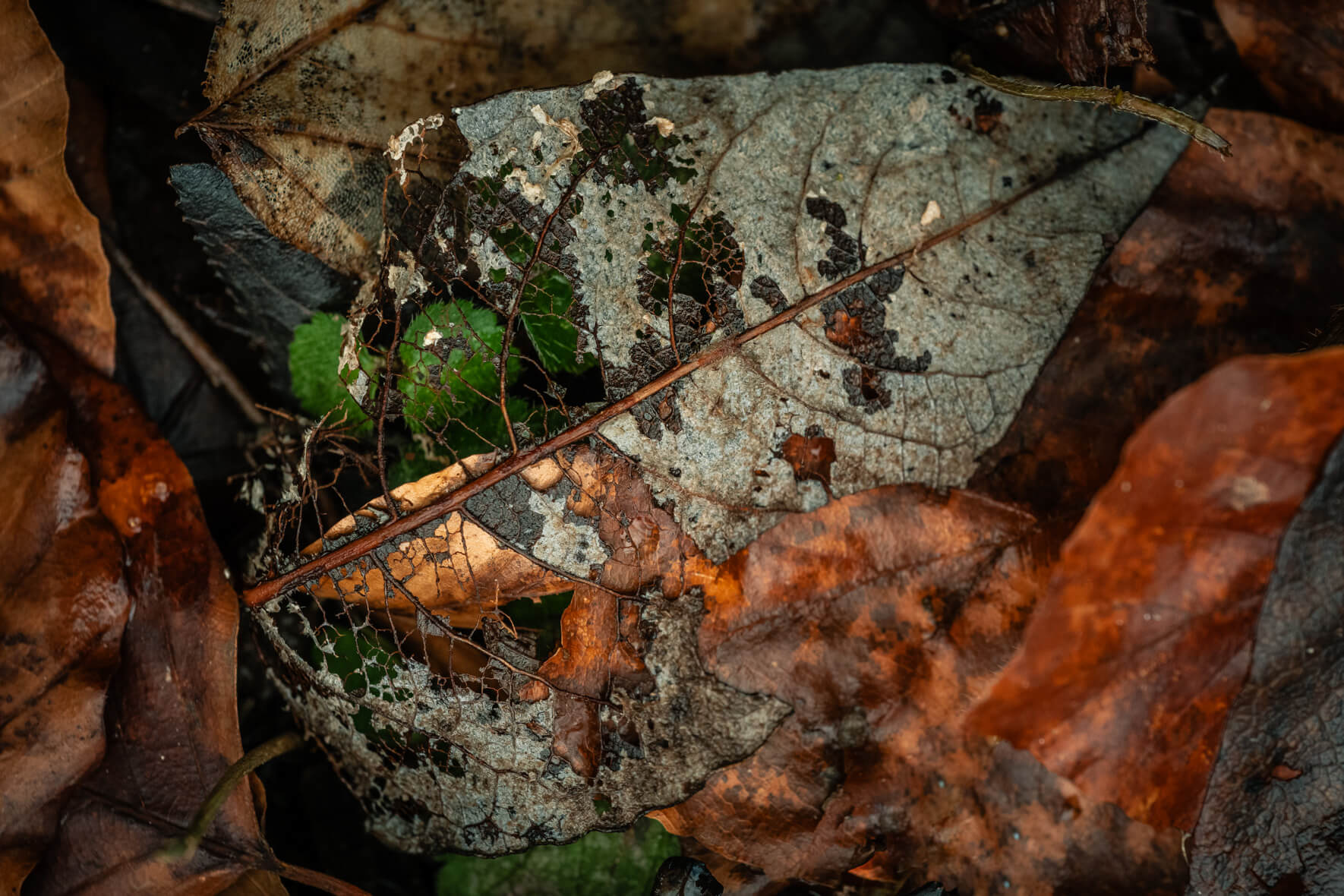 Decomposing leaf with gray and brown tones on wet forest floor