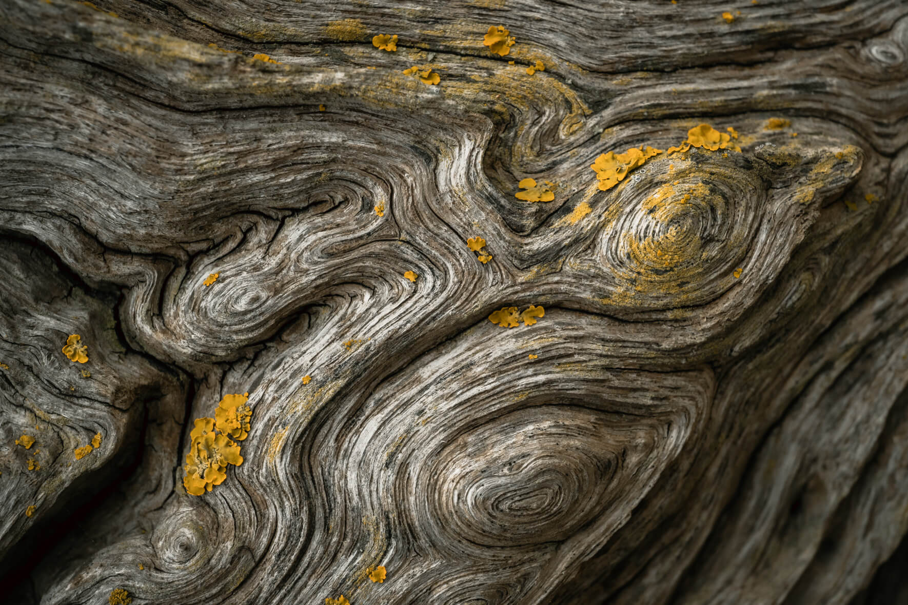 Close-up of dark, weathered driftwood with knotted textures and rich brown tones