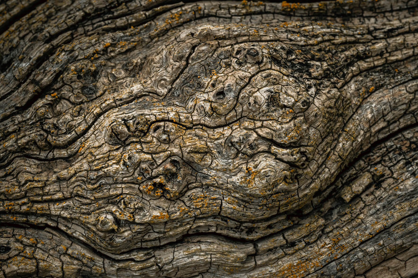 Curved wood grain with yellow lichen patterns on sun-bleached surface