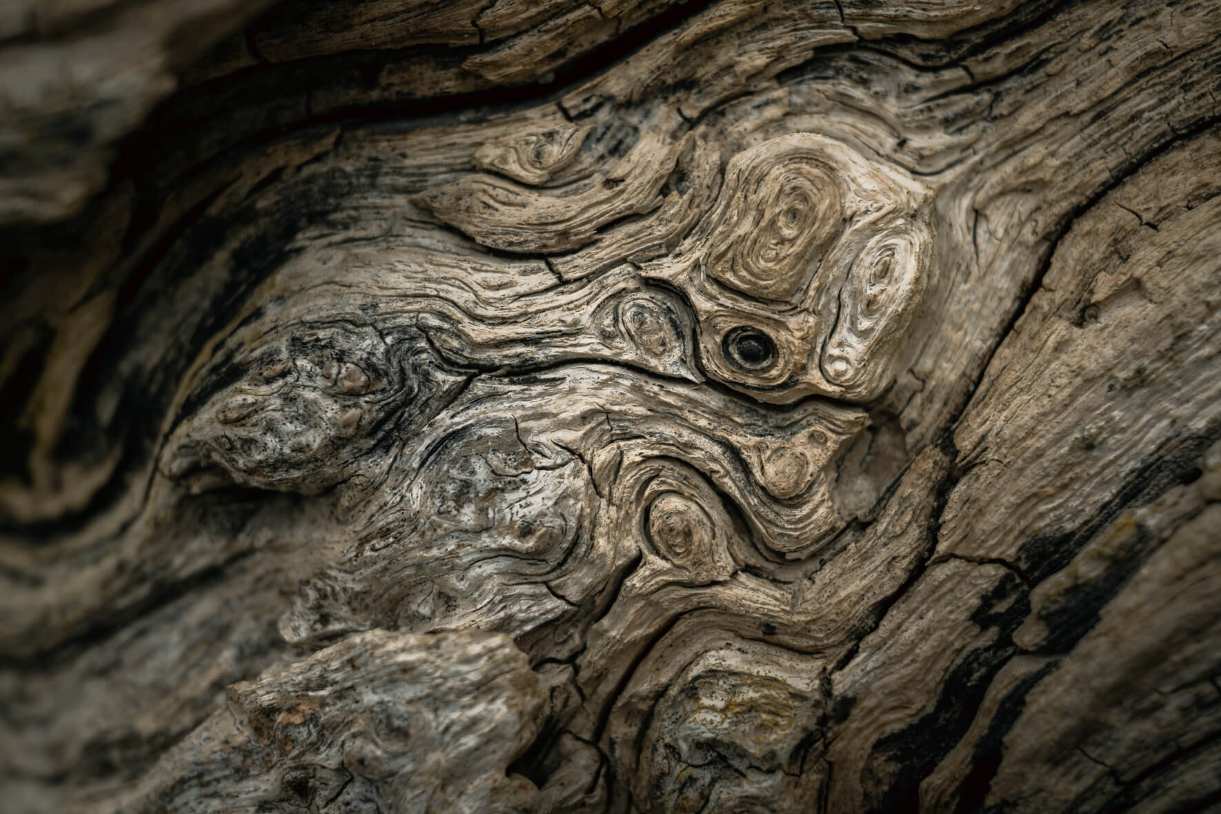 Aged tree trunk with intricate cracks and fine details of natural erosion