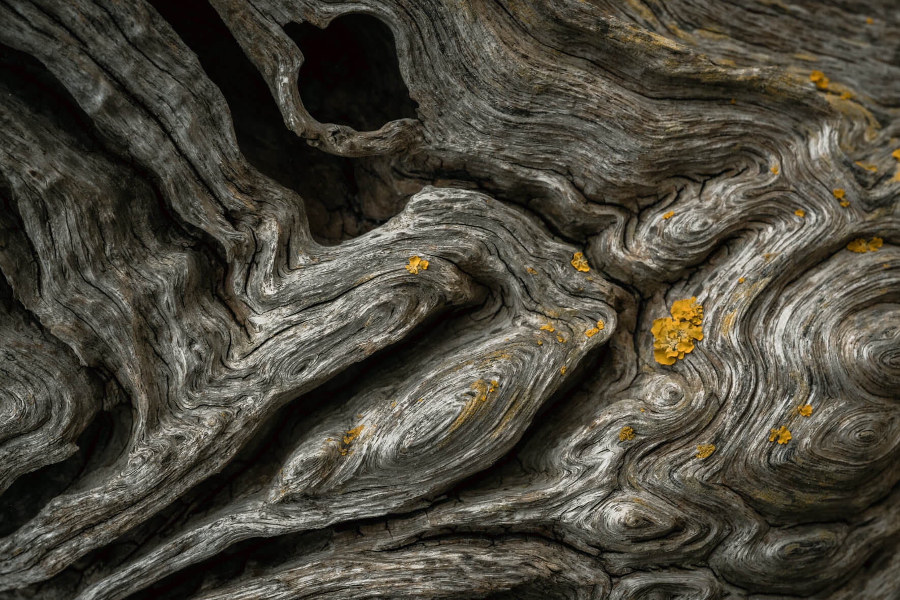 Close-up of dry twisted driftwood showing smooth curves and organic flow lines