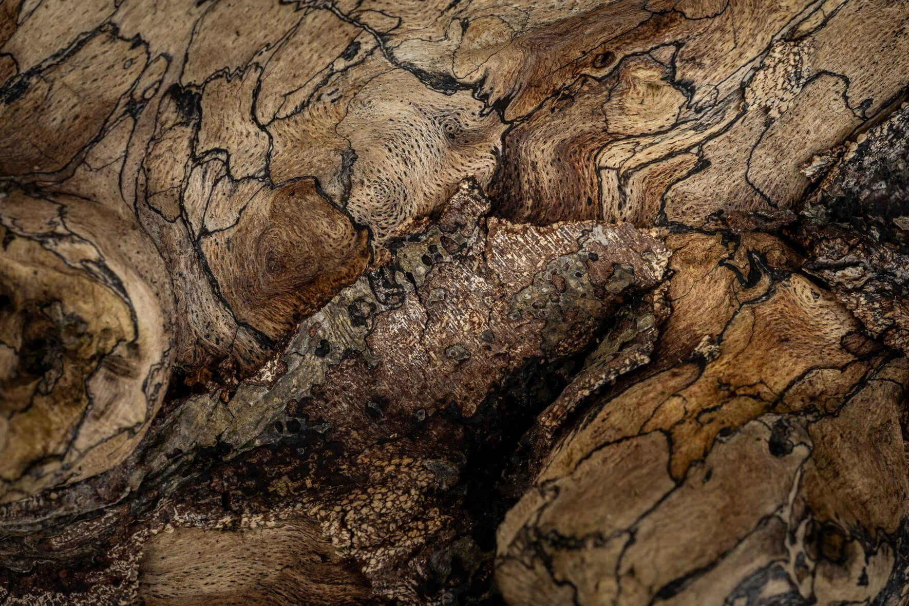 Natural wood surface with warm brown tones and fine black line markings