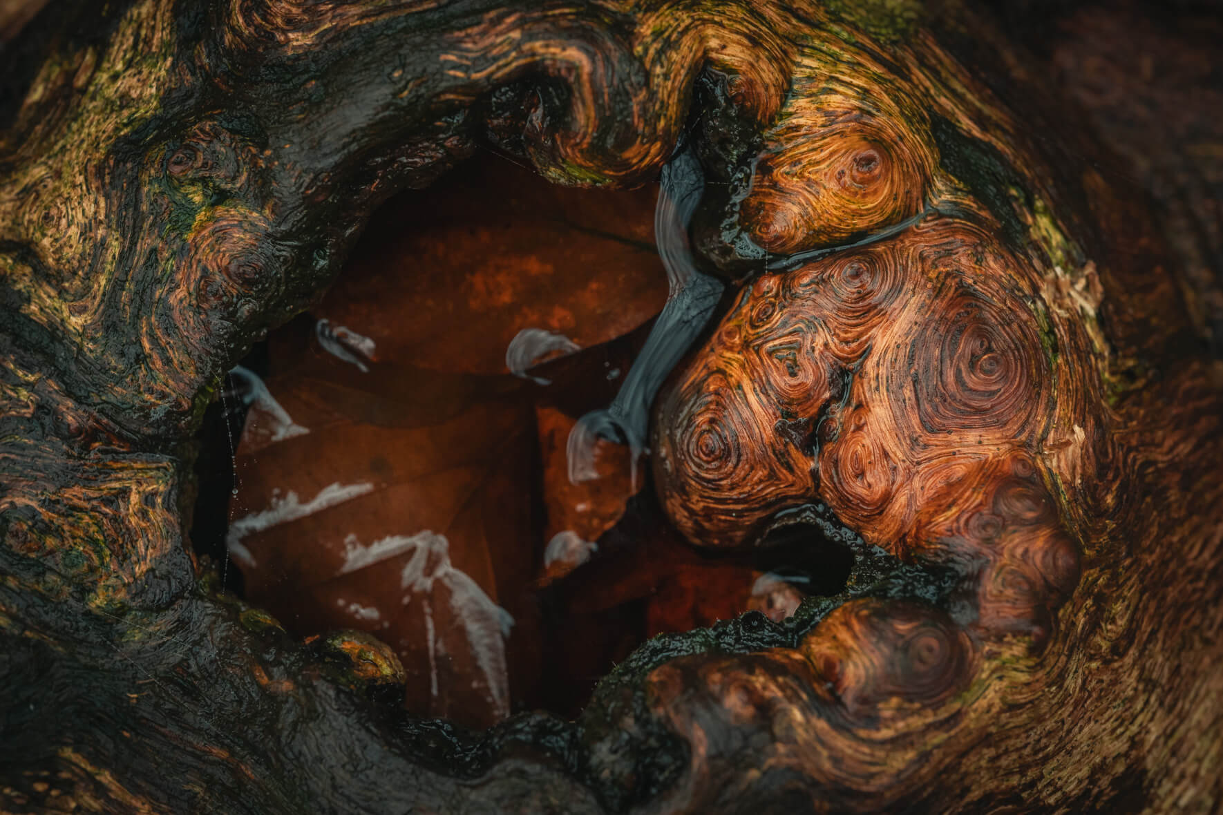 Detailed close-up of cracked wood surface with warm light accentuating texture