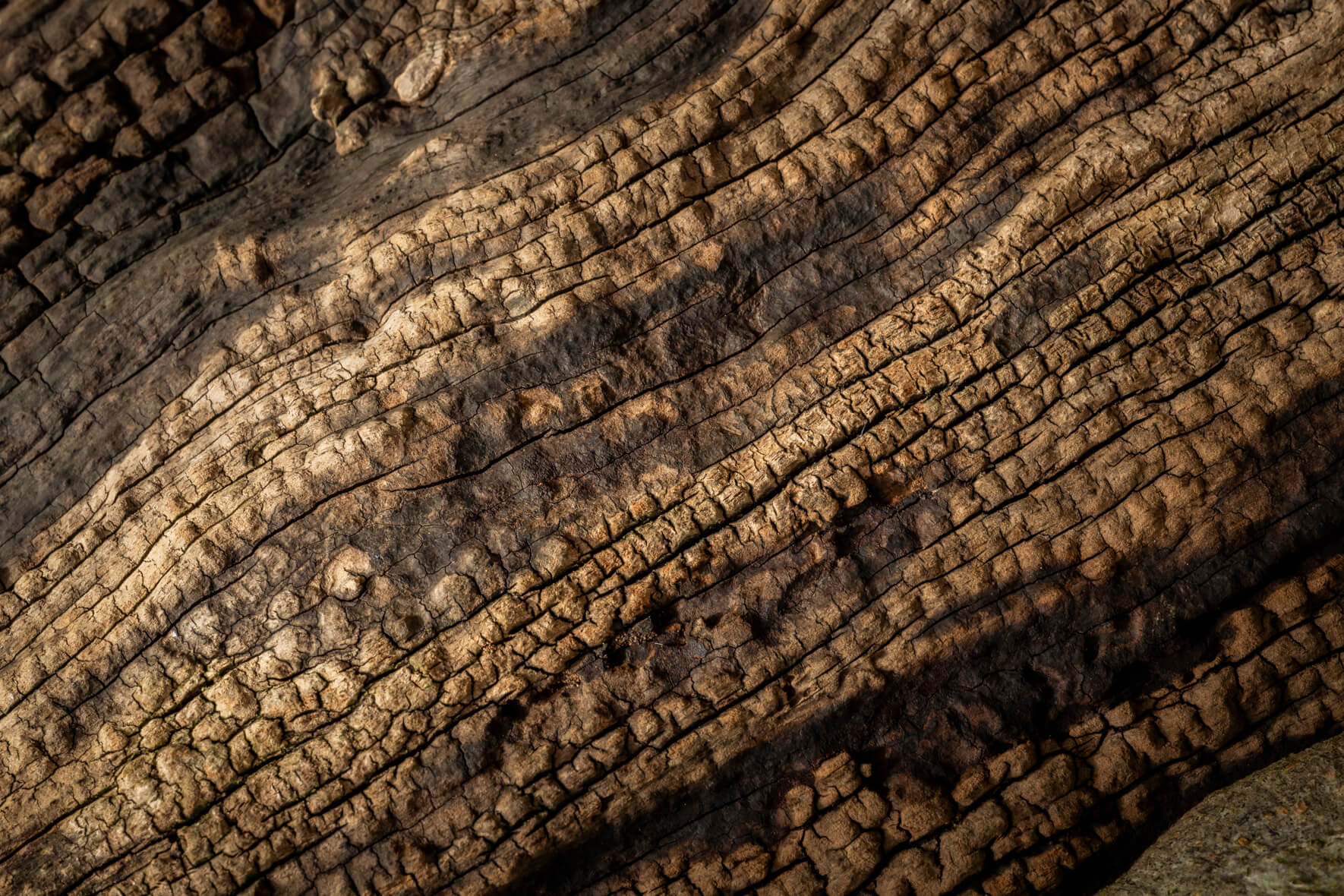 Detailed macro of polished wood with circular grain and subtle icy details
