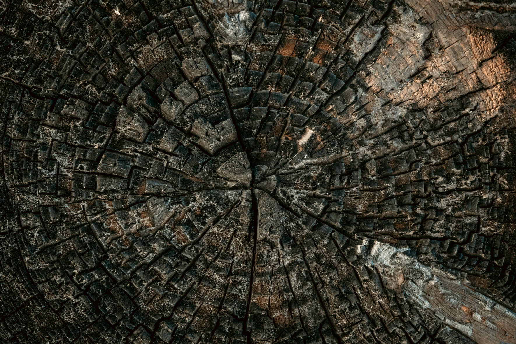 Details of burnt wood in the forest