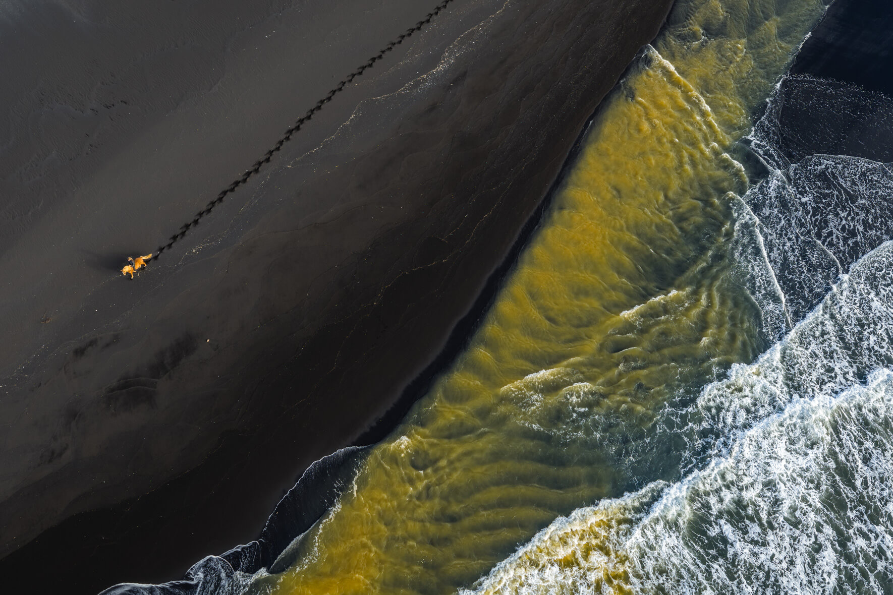 Aerial view of dark beach in Iceland where a lone horse stands near flowing yellow waves