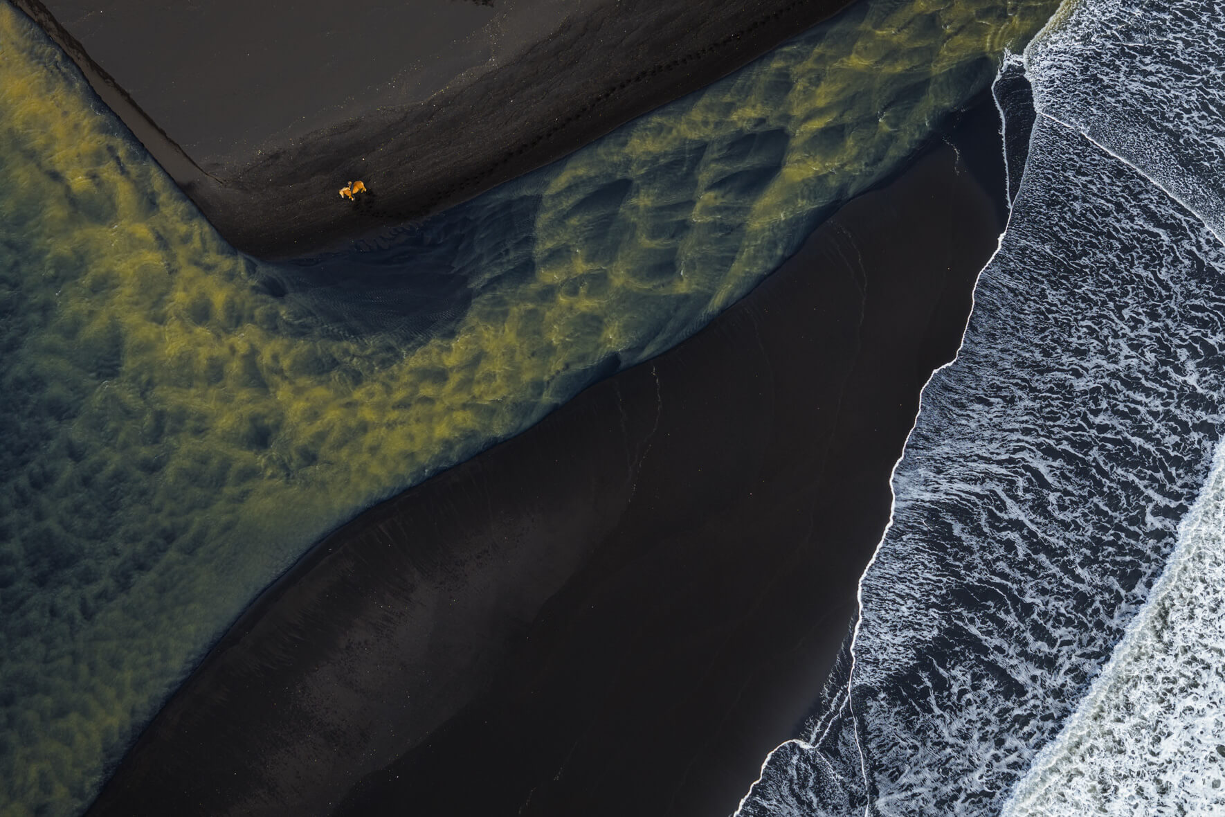 Aerial view of Icelandic horse beside golden glacial river flowing into the ocean