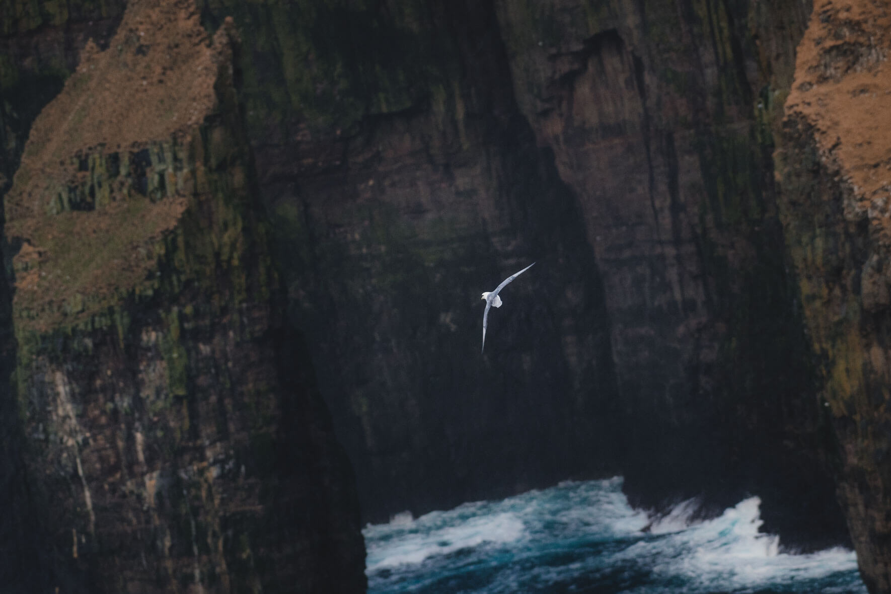 Seagull flying over Ásmundarstakkur, Faroe Islands