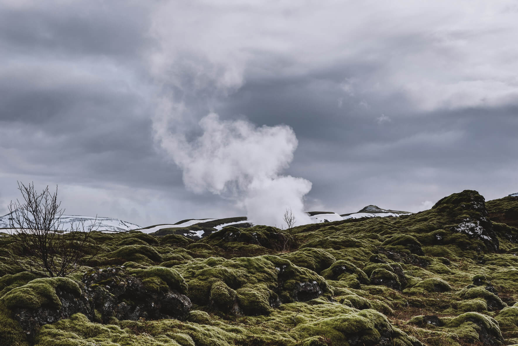 Moss and Geothermal Vapor in Nesjavellir, Iceland