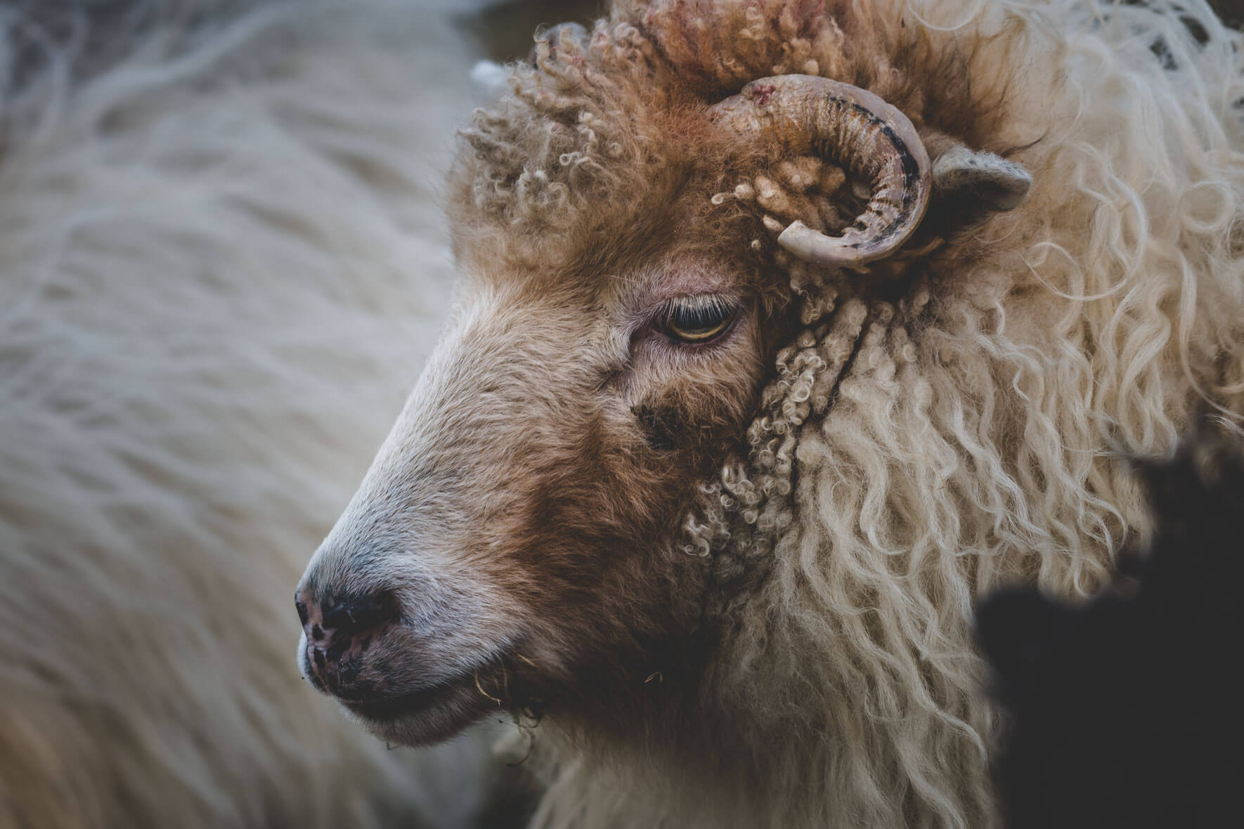 A sheep on the Faroe Islands